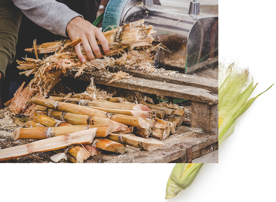 A hand is processing sugarcane on a wooden table, with pieces of the cane and shavings scattered around. In the background, there is an ear of corn on a white surface.