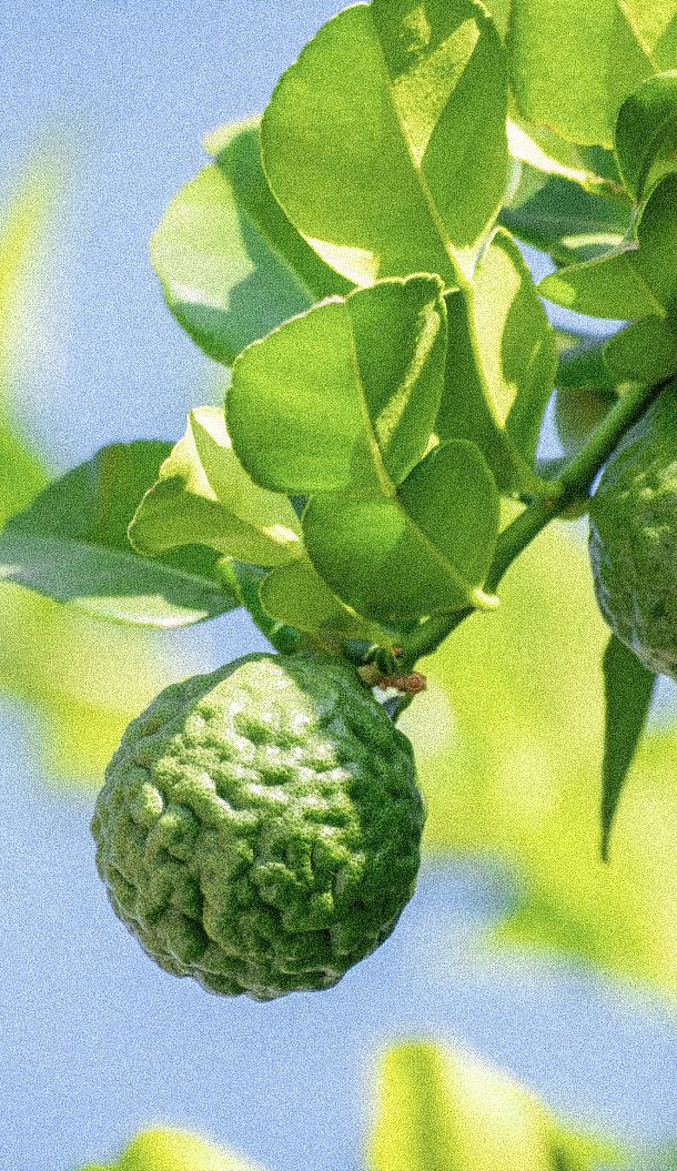 A close-up of a green, knobby citrus fruit hanging from a branch with vibrant green leaves against a soft blue sky.