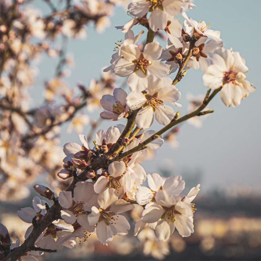 A close-up of cherry blossoms in bloom, featuring soft pink and white petals against a blurred background. The sunlight highlights the delicate flowers and their budding branches.