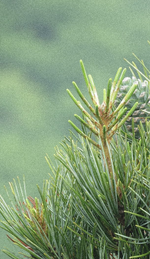 Close-up of a pine tree branch with green needles, set against a blurred green background.