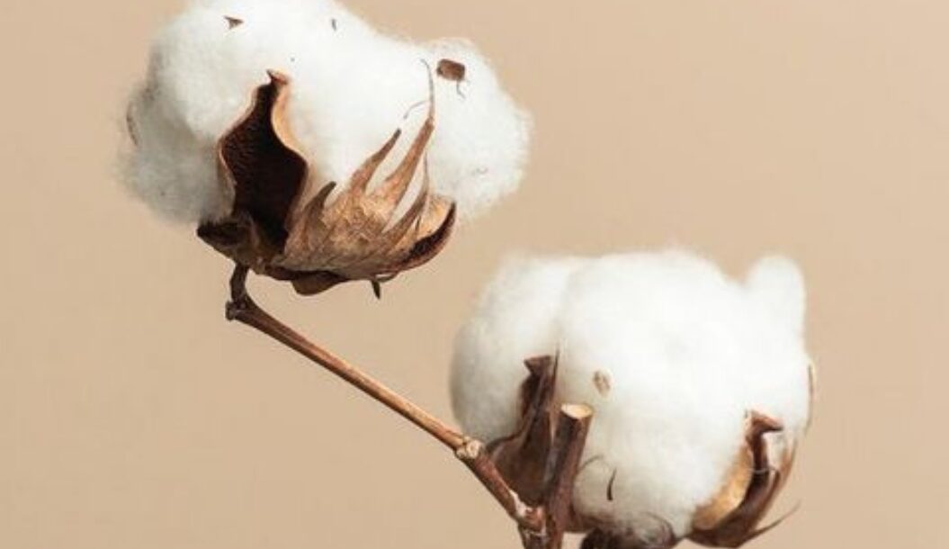 A close-up of a cotton boll on a branch, featuring fluffy white fibers and brown dried petals against a beige background.