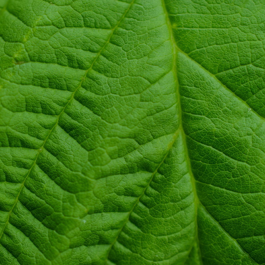 Close-up of a textured green leaf showing intricate vein patterns and a lively, fresh appearance.