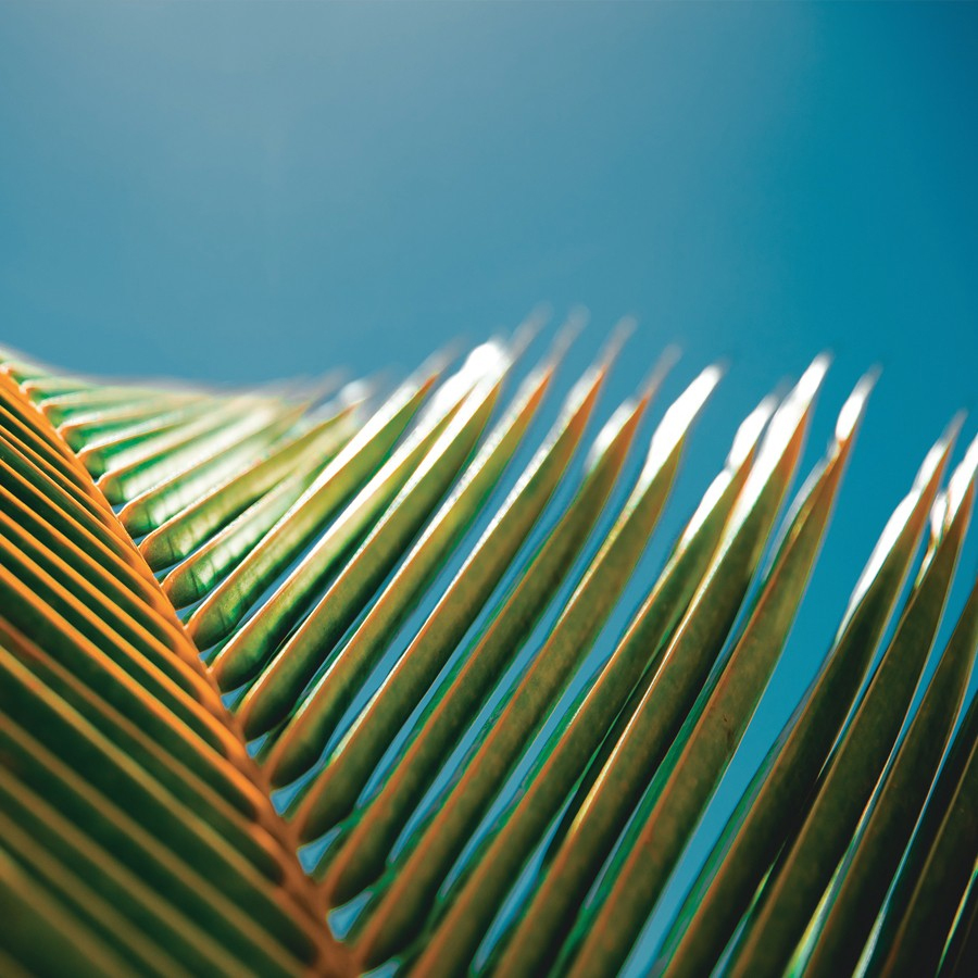 Close-up of a green palm frond against a bright blue sky. The sunlight highlights the texture and edges of the leaves.