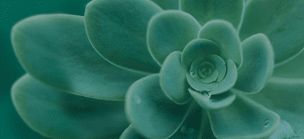 Close-up of a succulent plant with layered, fleshy leaves in varying shades of green. Water droplets are visible on some leaves, adding a fresh appearance.