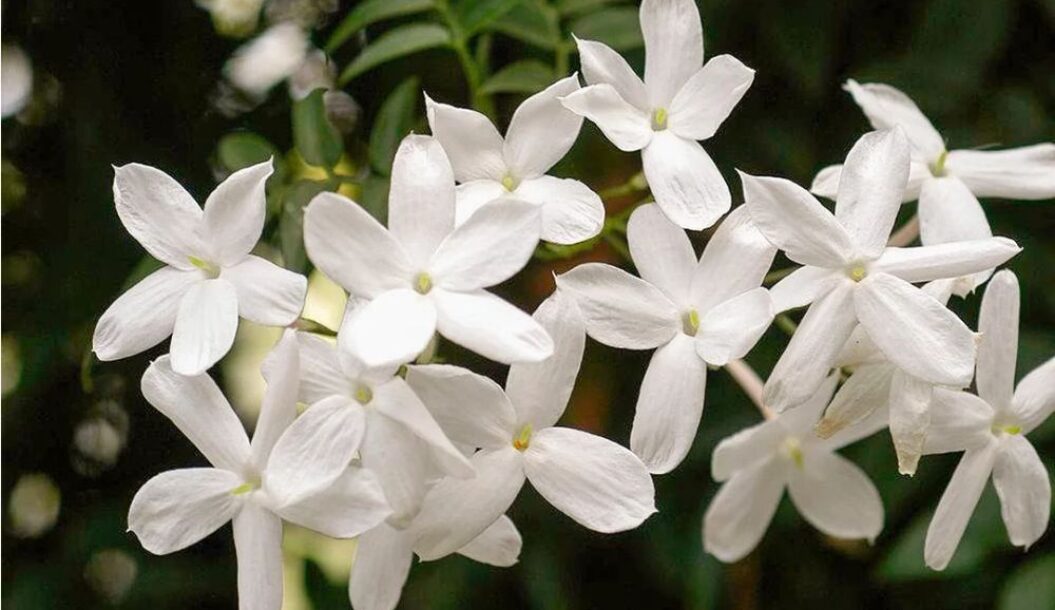 A cluster of delicate white jasmine flowers with five petals each, set against a green leafy background.