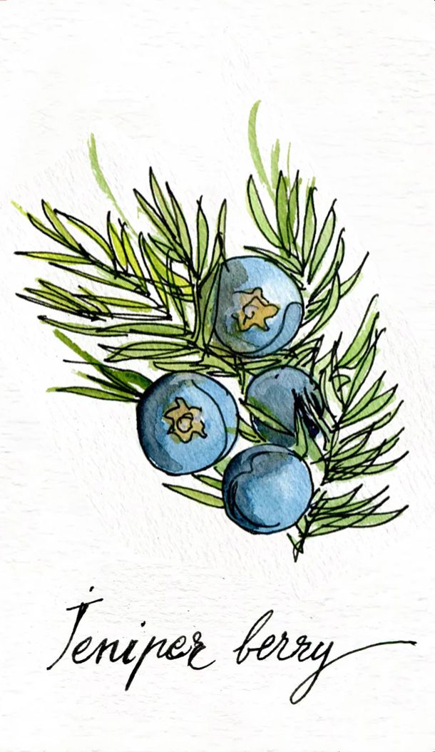 A watercolor illustration of juniper berries and green foliage, with the text "Juniper berry" elegantly scripted below.