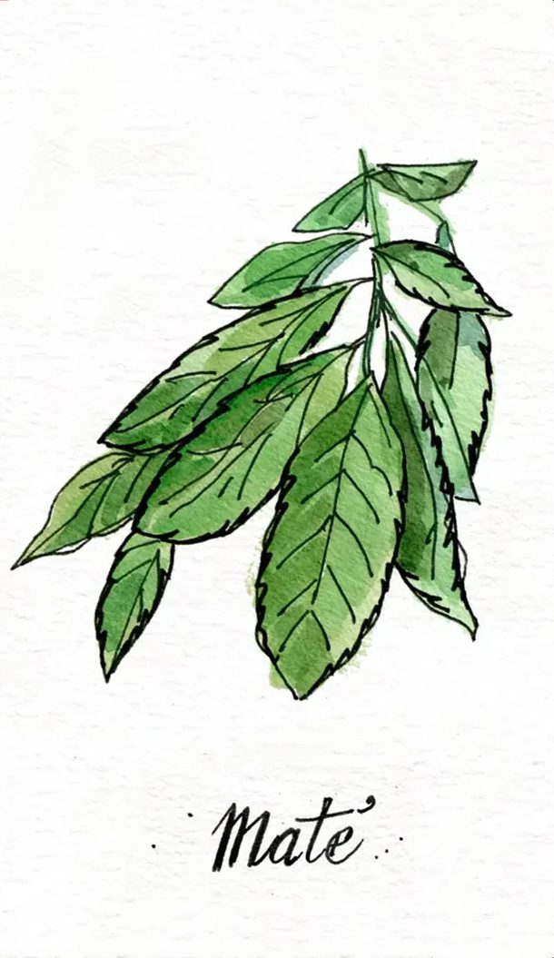 Illustration of green leaves, specifically mate leaves, with a watercolor effect and the word "Mate" written below.