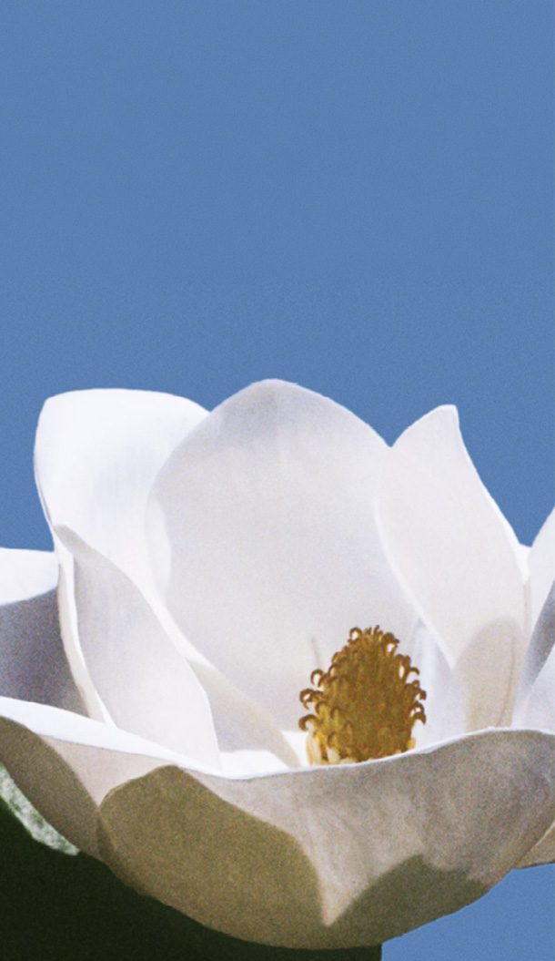 A close-up of a white magnolia flower against a clear blue sky. The flower features broad petals and a cluster of yellow stamens at its center.