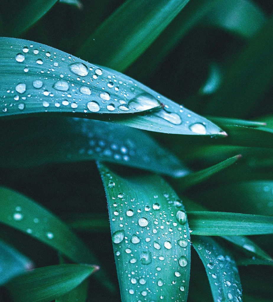 Close-up of green leaves covered in water droplets, creating a fresh and vibrant appearance.