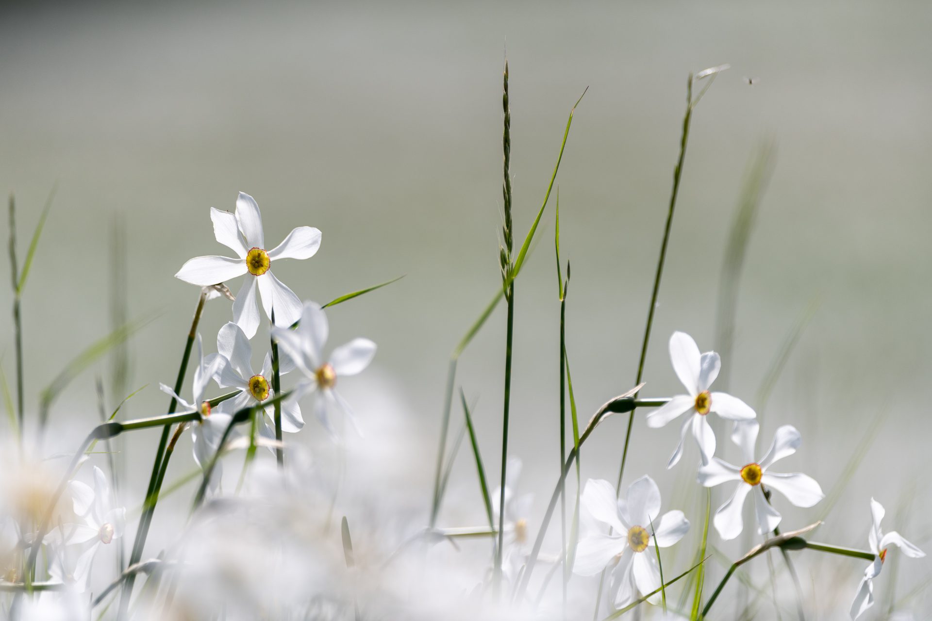 A close-up of white flowers with yellow centers growing among green grass, set against a soft, blurred background.