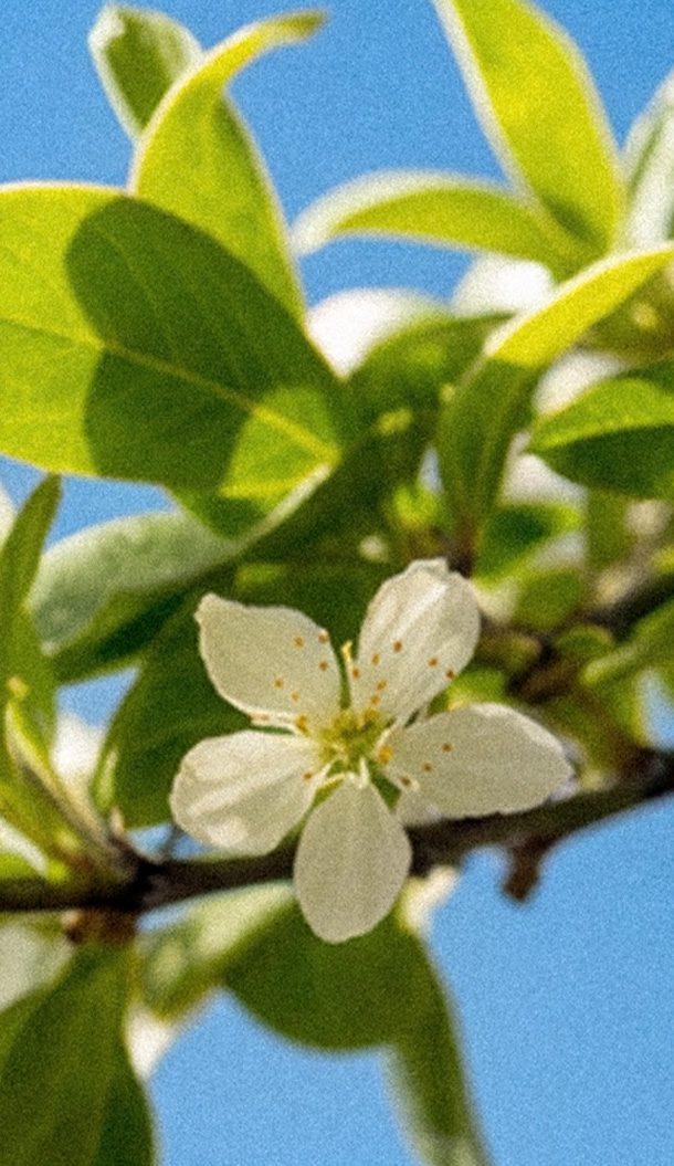 A close-up of a delicate white flower with yellow specks, surrounded by green leaves against a blue sky.