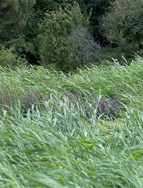 A lush, green field of tall grass sways gently in a light breeze, with patches of purple flowers peeking through. In the background, there are trees and foliage creating a natural setting.