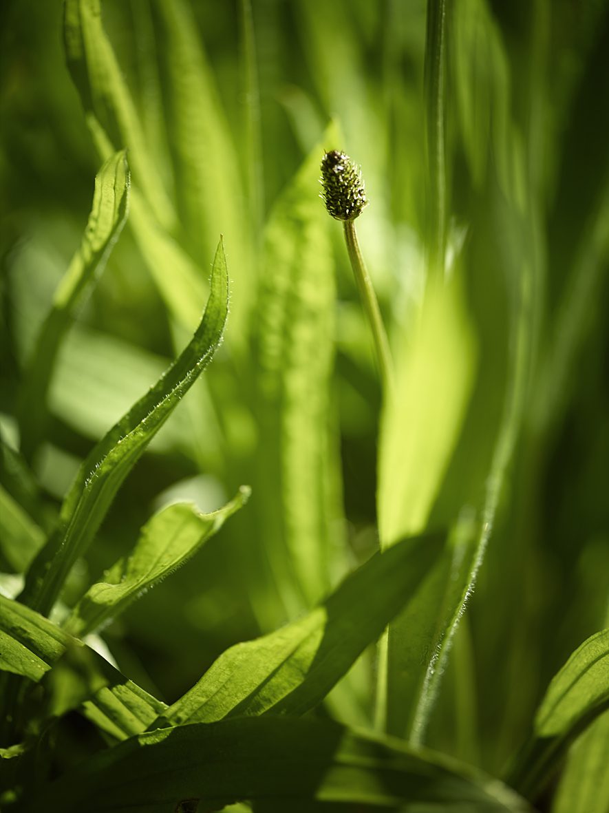 A close-up of green plantain leaves with a single flower spike emerging from the center, basking in soft light.