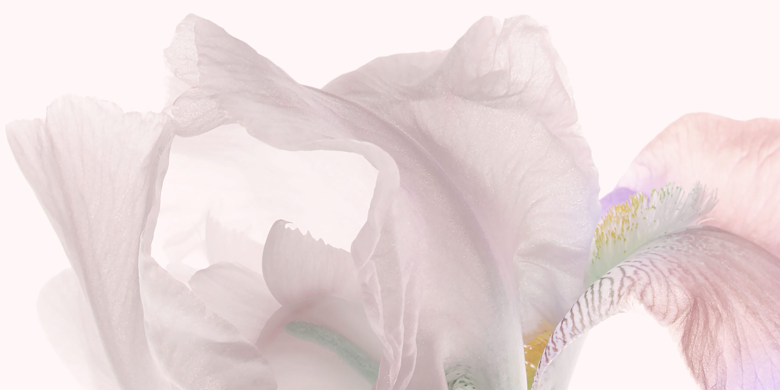 A close-up of a delicate, pale pink iris flower with soft, flowing petals highlighted against a light background.