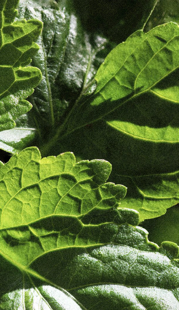 Close-up of vibrant green leaves showcasing intricate textures and varying shades of green.