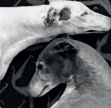 Two dogs, one white and one gray, are peacefully resting with their heads touching, set against a dark patterned background.