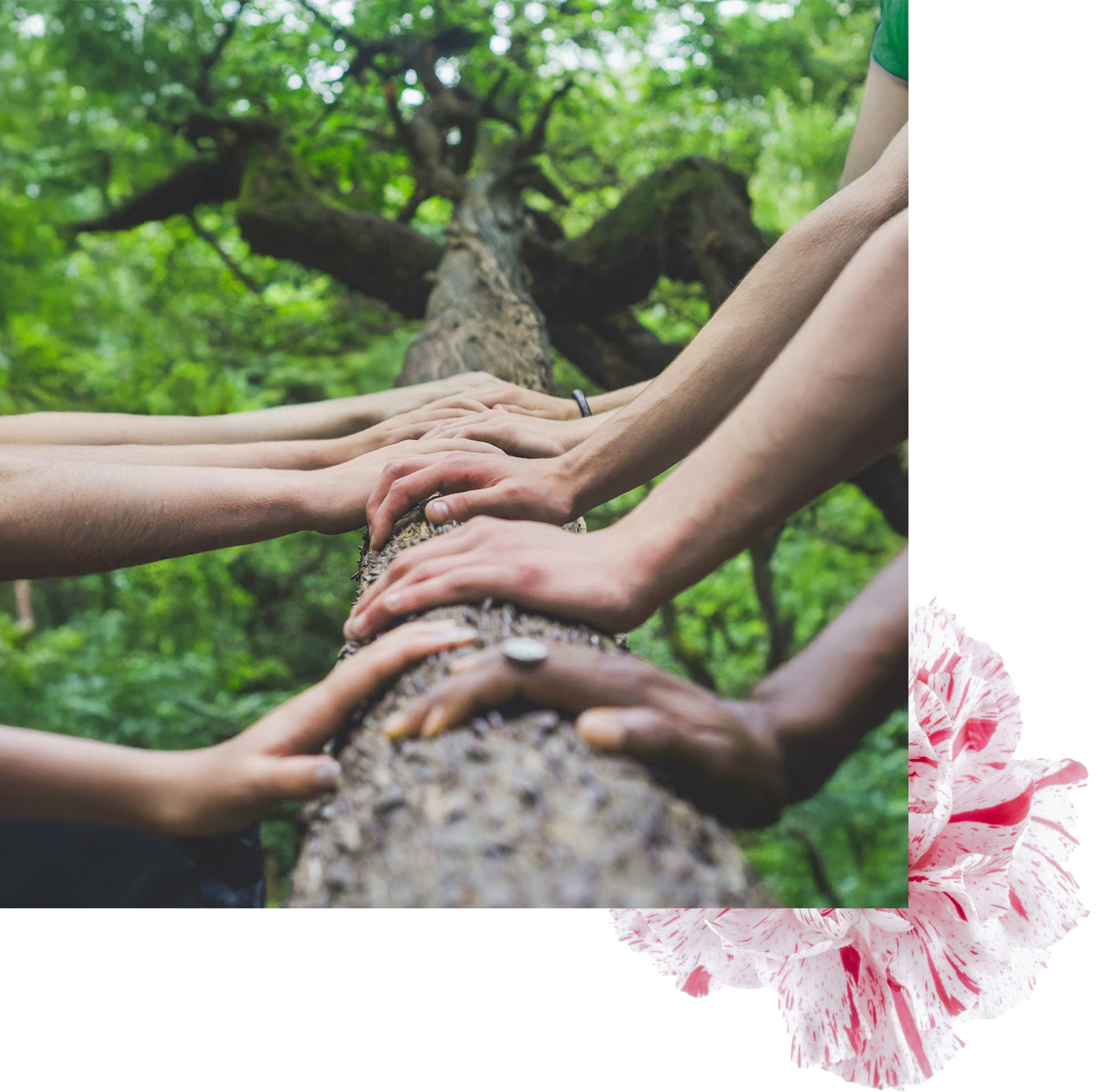 Several hands of different skin tones rest on a tree trunk in a lush green forest, symbolizing connection with nature.