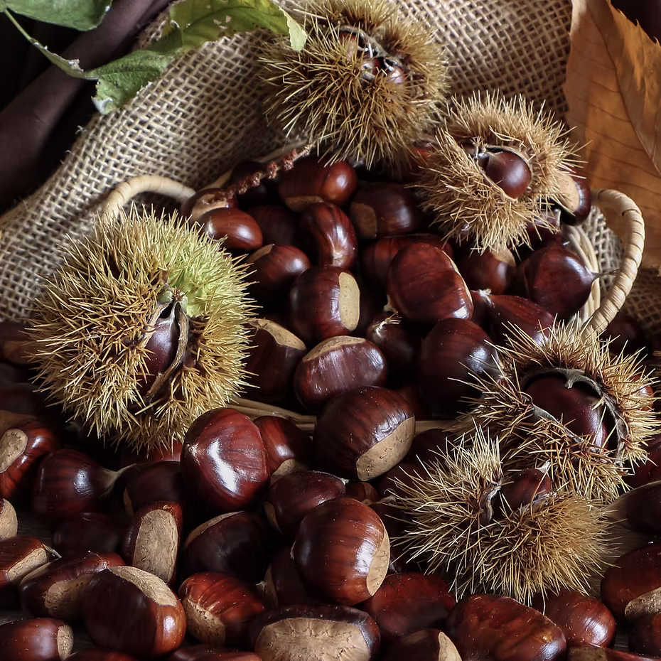 corse chatagne