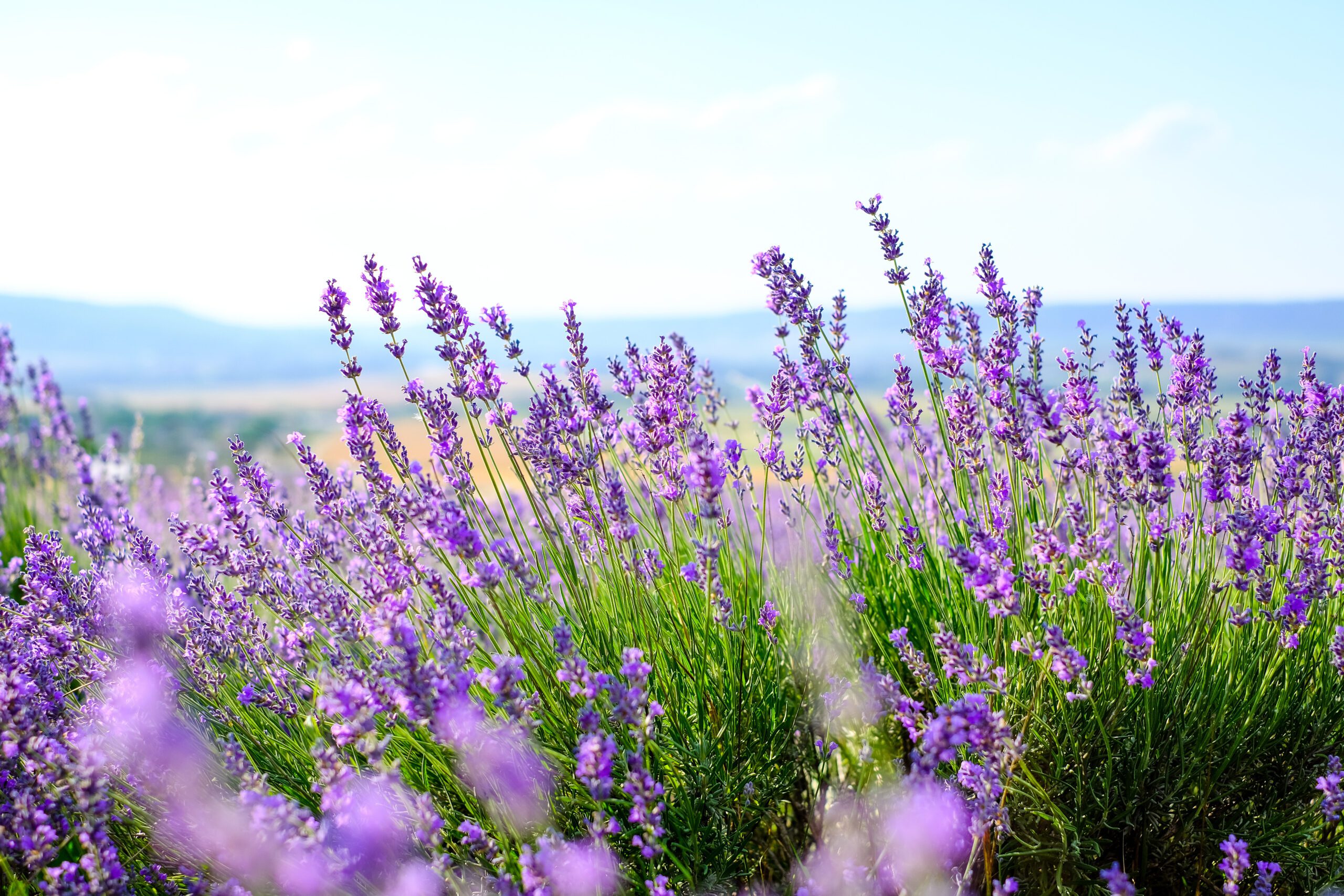 A vibrant field of blooming lavender with clusters of purple flowers swaying in the breeze, set against a soft blue sky and distant mountains.