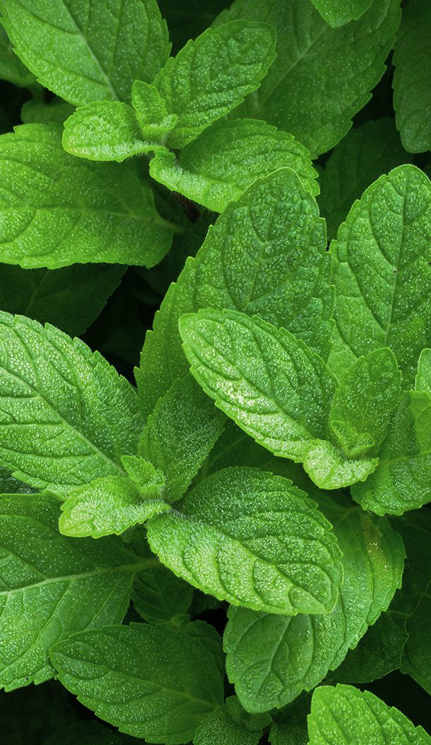 Close-up of vibrant green mint leaves with dewdrops, showcasing their textured surface and rich color.