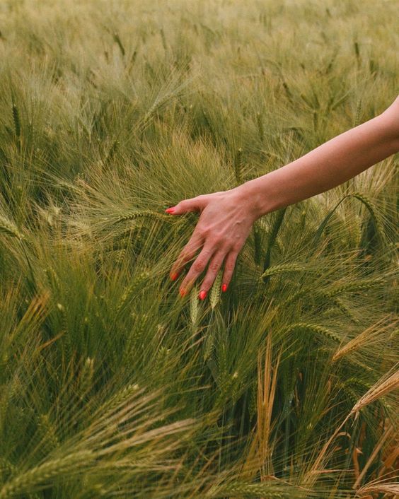 A hand with bright red nails gently brushes through a field of tall, golden wheat. The scene captures the texture and movement of the crops in the sunlight.