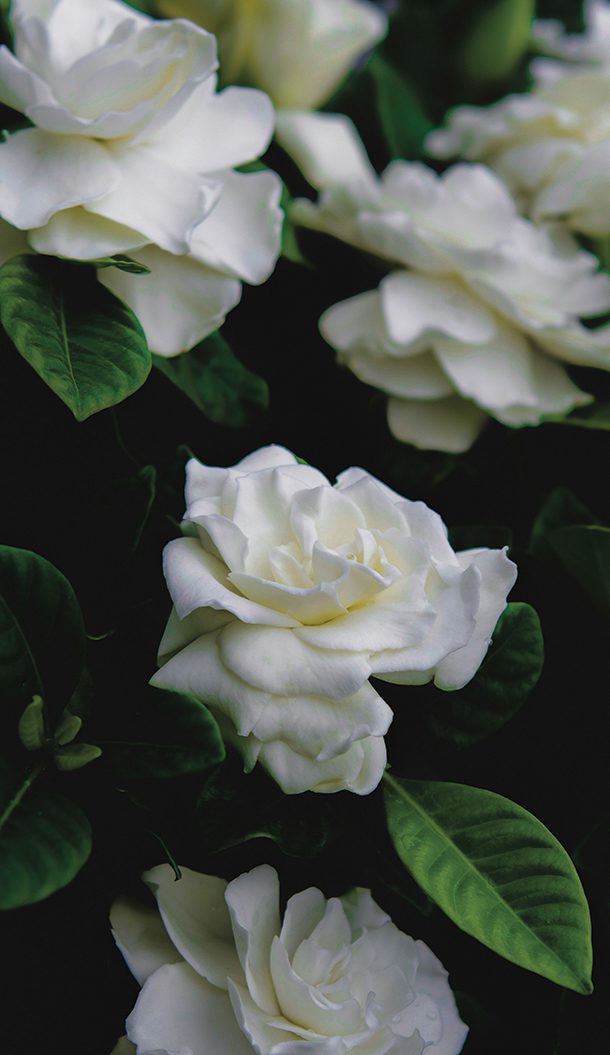 A close-up of white gardenias surrounded by lush green leaves against a dark background.
