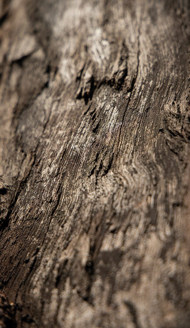 Close-up of a textured tree bark, showcasing intricate patterns and earthy tones. The surface appears rough and weathered.