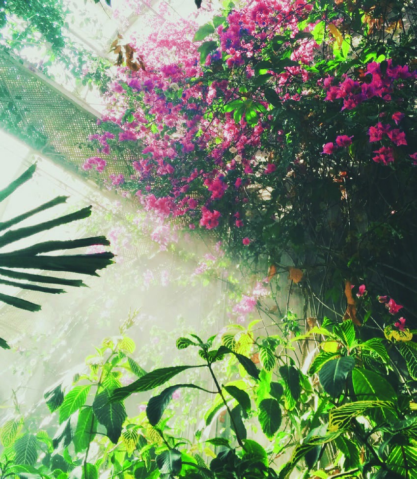 Lush green foliage and pink flowering plants illuminated by sunlight, creating a fresh and natural botanical scene.