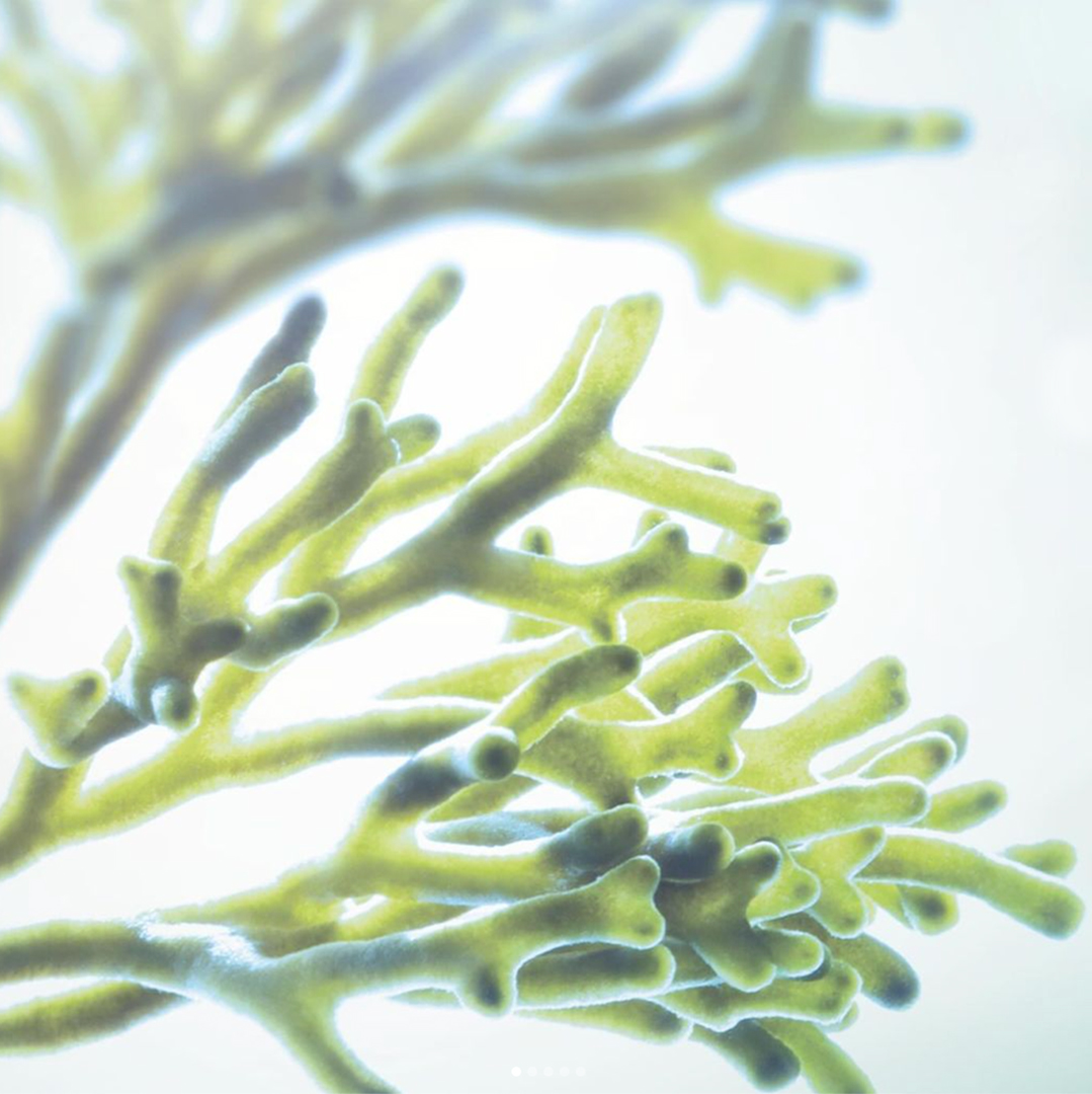 Close-up of green seaweed or algae with soft lighting, representing marine ingredients