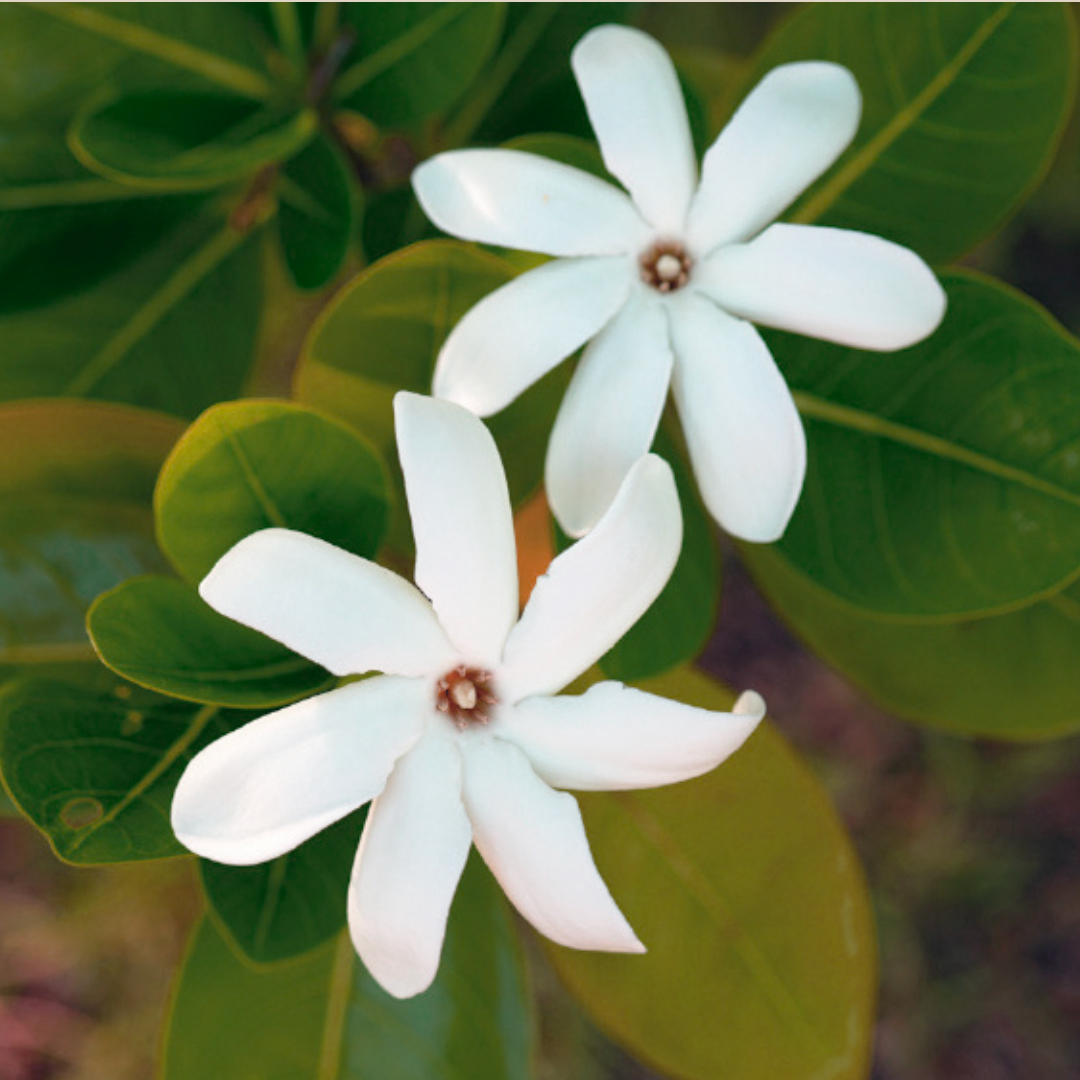 Close-up of white tropical flowers with green leaves, representing natural ingredients