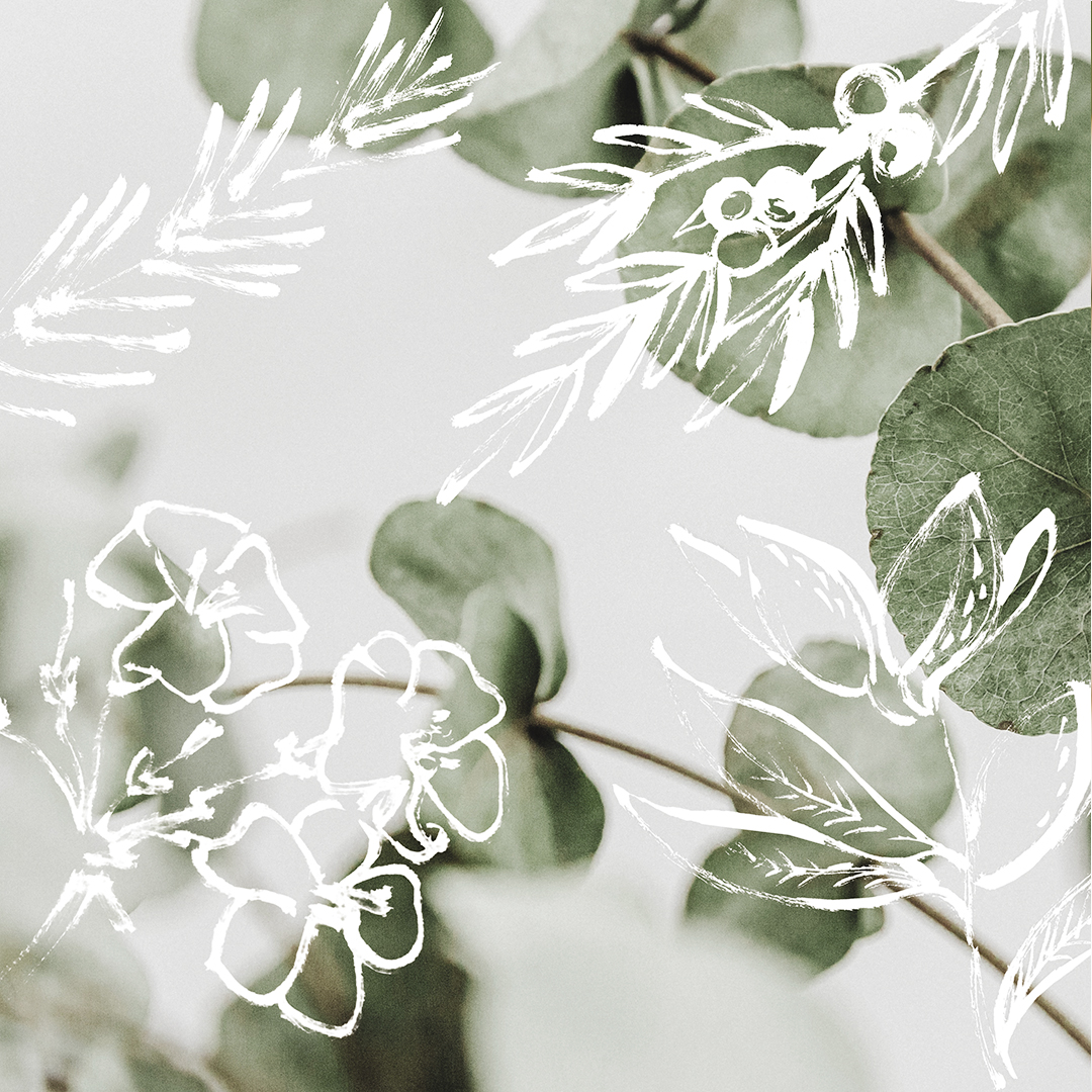 Close-up of eucalyptus leaves with white hand-drawn botanical illustrations overlayed, combining real plant textures with artistic sketch details on a soft light background.