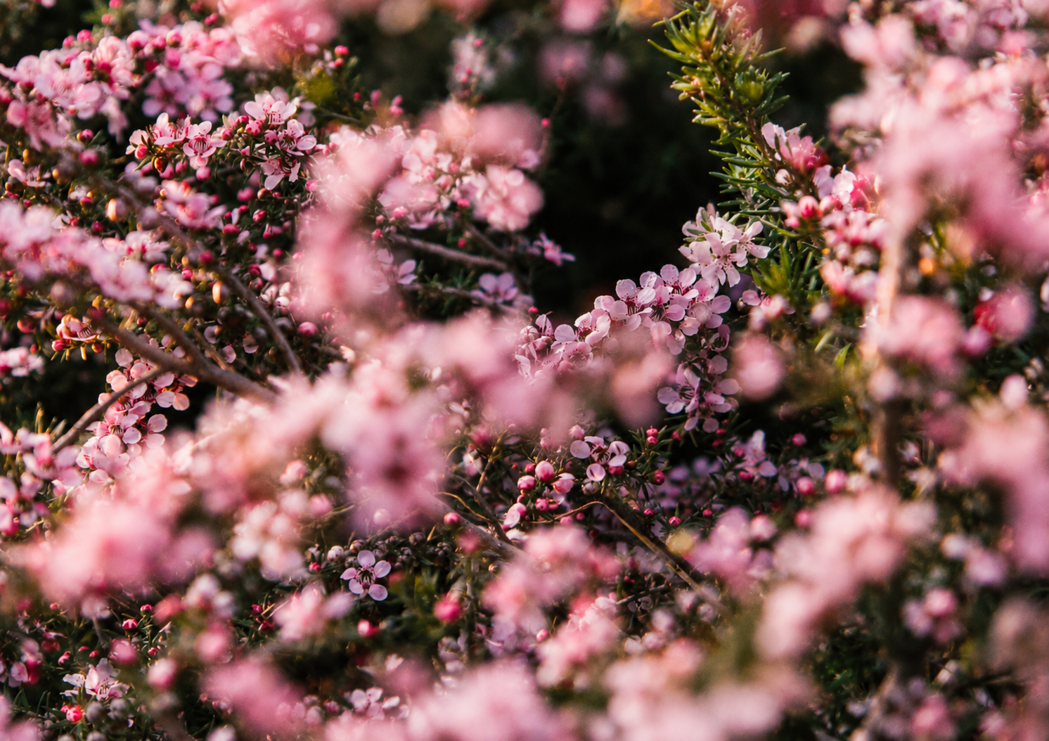 Pink spring blossoms on flowering branches with soft-focus greenery and natural light.