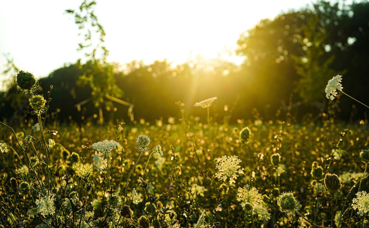 Blooming white flowers and green leaves bathed in sunlight, reflecting a fresh floral and nature-inspired scent.